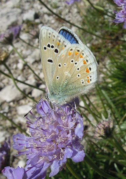 Polyommatus dorylas?